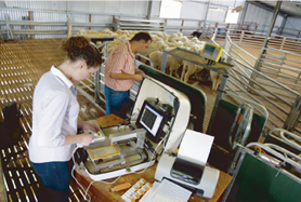 ��Яʽ��ëϸ����