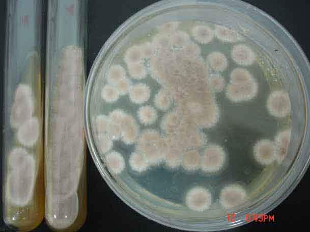 ������֧ԭ��