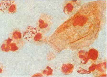 ����֧ԭ��