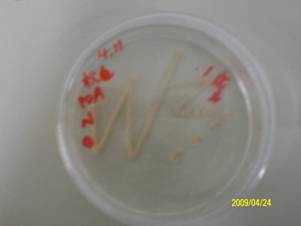 �ݲ�ѿ�߸˾�