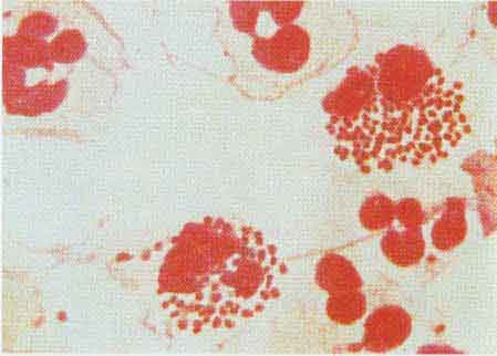 ������θ˾�