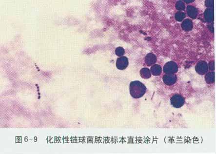 ��Ѫ�����