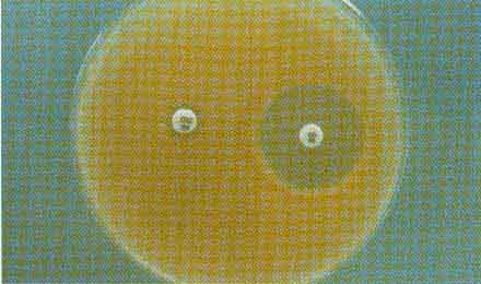 ������ֳ��ĸ