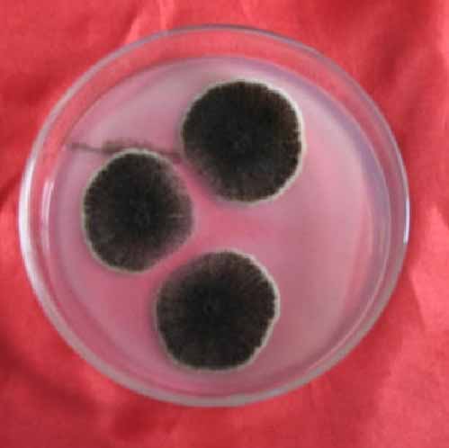 ��˹̹ɳ���Ͼ�