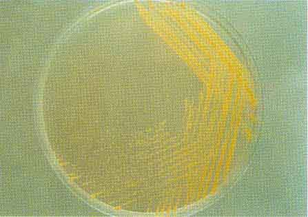 ���γ棨GT0�꣩