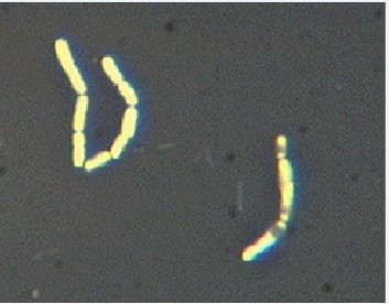 ż����֦�˾���֦����