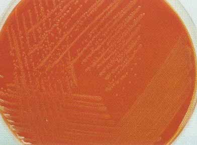 ��֥(��֥������֥)