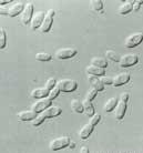 ������˹���Ͼ�