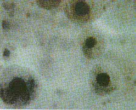 �ٻư˵����