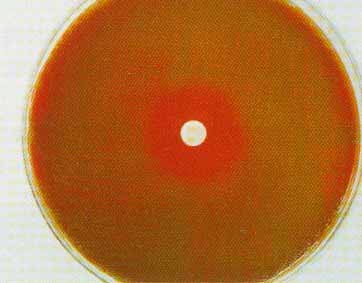 ������ù