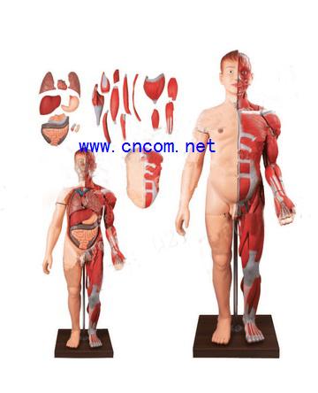 ����ģ��-����ȫ����μ��⸽����ģ��