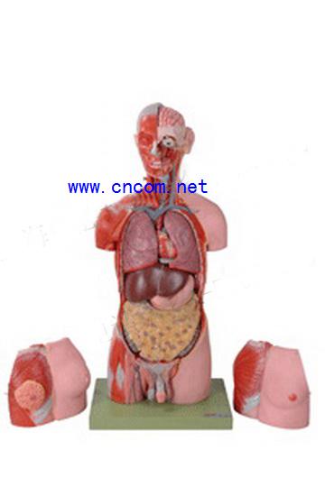 ����ģ��-���ԡ�Ů�������Ի����������౳������ʽͷ��