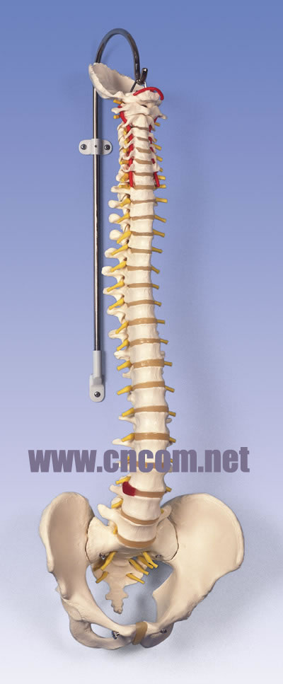 �¹�3B�������ģ��-��������ģ�� �ͺ�:M323933