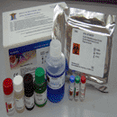 人免疫球蛋白A Fc段受体Ⅰ（FcαRⅠ/CD89）ELISA试剂盒