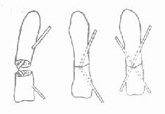 �ǿƿ�����