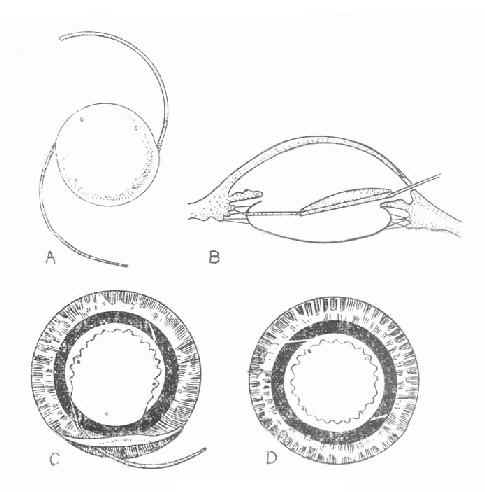 �ۿ��˹�����ֲ����