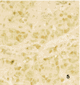 NCL-H548�����ٰ�ϸ��