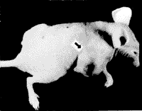 �߷�ϸ��NCI-H1563