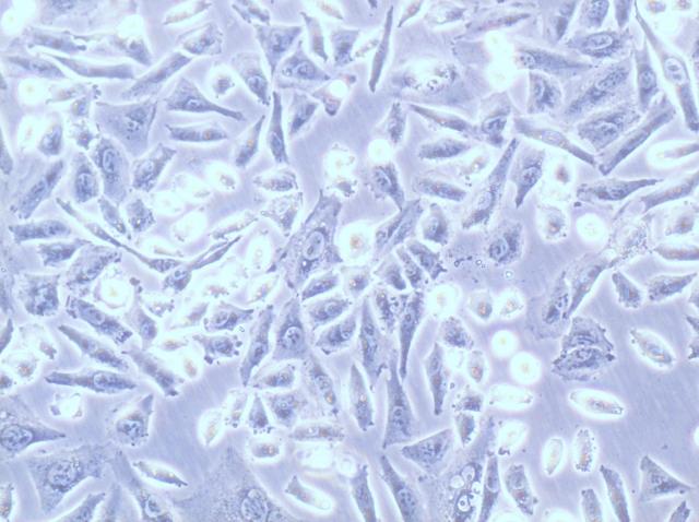 ��������ƽ����ϸ��HASMC