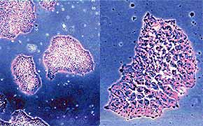 �й������ѳ�ϸ��CHO