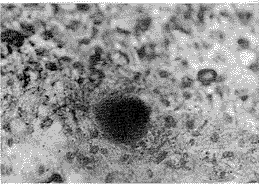 �ײ�����ϸ��BHK