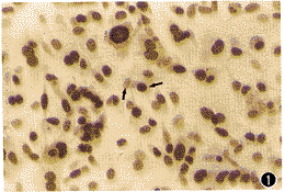 С�����ϸ����RAW264.7