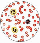 3T3/e�����������԰�