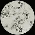 MA-782�����ٰ�ϸ��ϵ