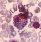 ��T�ܰ���ϸ��ϵYAC-1