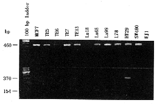 ����ϸ��Sf-21ϵ