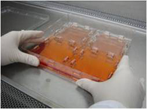 Nunc ThermanoxTM�ǲ�Ƭ ����� ����150067