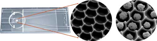 NunciveCell ArrayTM��΢������Ƭ ����130505