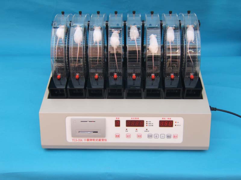 С��ת��ʽƣ����