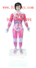 ΢���������Ķ��������Сѭ����ʾģ��