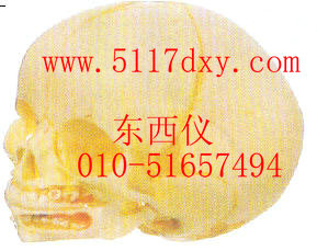 Ӥ��ͷ­��ģ��