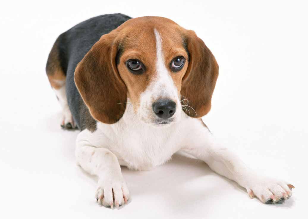 Beagle Ȯ ���� �ֻ� 13918596849
