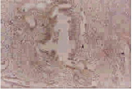 ������HEK293-L �۸�ʵ��13764820942