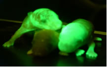 �������J558L �۸�ʵ��13661576245