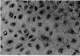 С���ܰ�����P388 �۸�ʵ��13917329935