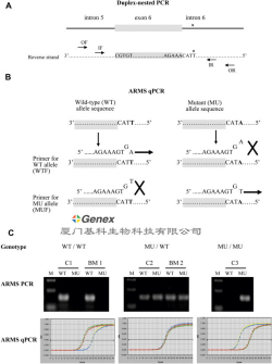 �����谭ͻ��ϵͳ��ARMS����������
