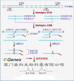 ���ؾۺ�ø������Ӧ��mPCR����������