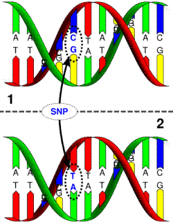 SNP���ͼ��