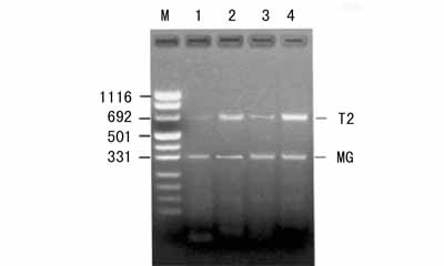�鰩MDA-MB-231 �۸�ʵ��13917329935