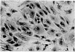 �ѳ���C200 �۸�ʵ��13661576245