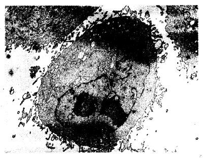 �᳦�ٰ�Ls-174-T �۸�ʵ��13917329935