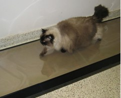 ���ﲽ̬������