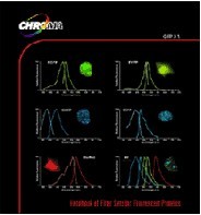 ��΢��ӫ���˿�