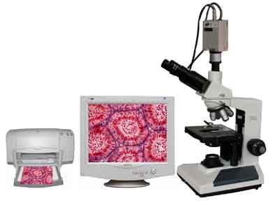 ������΢��