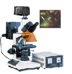 ����ӫ����΢�� 