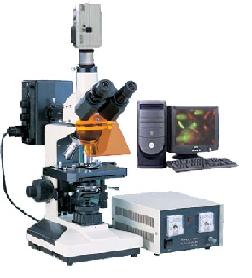 ����ӫ����΢��